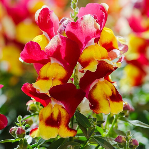 Антирринум большой Снеппи Ред энд Еллоу (10шт)