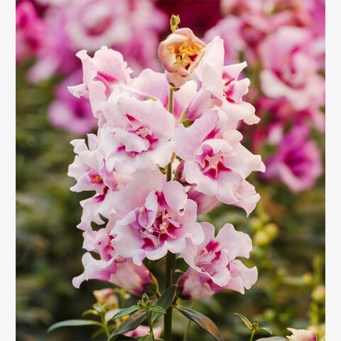 Антирринум большой Твинни Орхид (10шт)