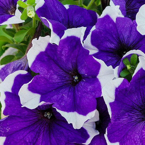 Петуния крупноцветковая Лимбо Джи Пи Блю Пикоти (5шт)