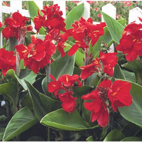 Канна садовая Tropical Red (3 шт)