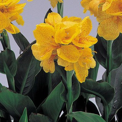Канна садовая Tropical Yellow (3 шт)