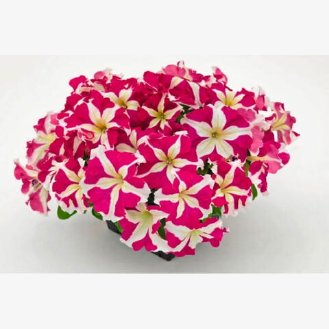 Петуния крупноцветковая Success! 360° Rose Star -(10 шт.)