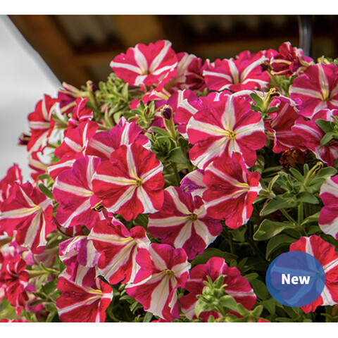 Петуния ампельная крупноцветковая Саксесс! ТР Rose Star -(5 шт.)