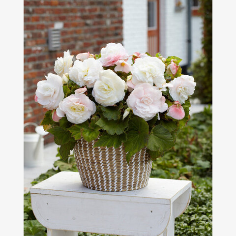 Бегония клубневая Фортуна Вайт Виз Роуз Бэк (5шт)