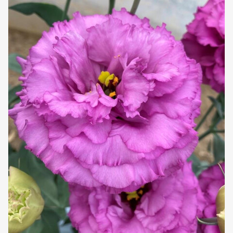 Эустома крупноцветковая Корелли 1 Распберри (Corelli F1 1 Raspberry ) (5шт)