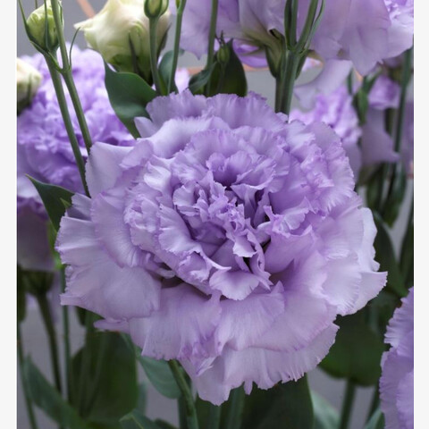Эустома крупноцветковая Корелли 2 Лавендер Джен 2 (Corelli F1 2 Lavender Gen 2) (5шт)