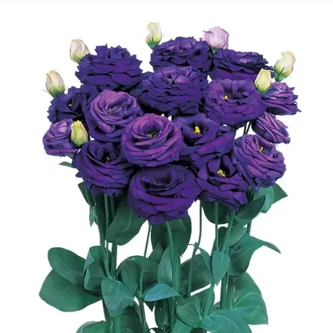 Эустома крупноцветковая Rosita 1 Blue 2 (5шт)