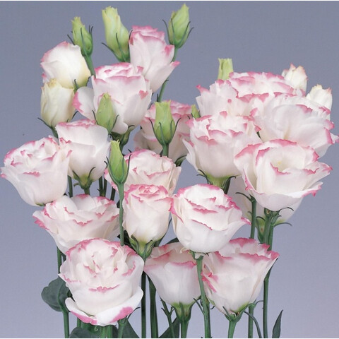 Эустома крупноцветковая Rosita 1 Pink Picotee (5шт)