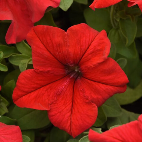 Петуния крупноцветковая Дримс Ред (10шт)