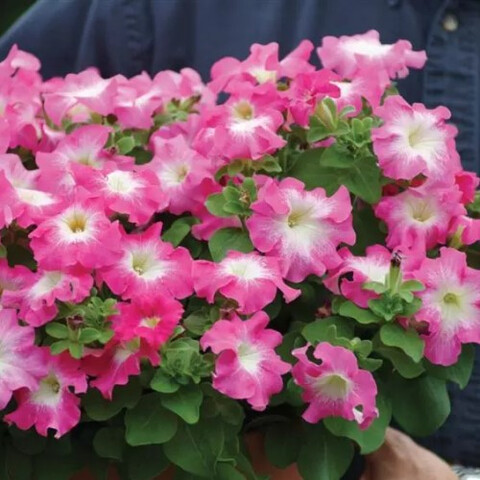 Петуния крупноцветковая Дримс Роуз Морн (10шт)