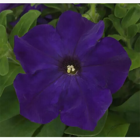 Петуния крупноцветковая Из Райдер Тру Блю (10шт)