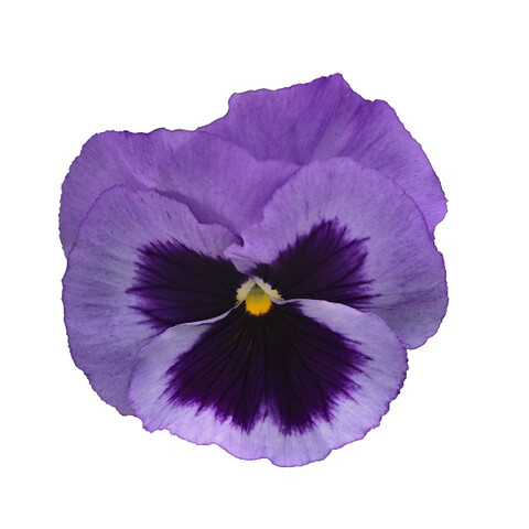 Виола виттрока Инспайер Делюкс Океан (5шт)