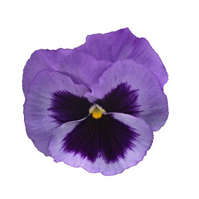 Виола виттрока Инспайер Делюкс Океан (5шт)