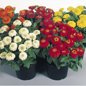 Цинния изящная Zinnita Formula Mix (5шт)