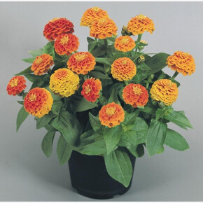 Цинния изящная Zinnita Orange (5шт)