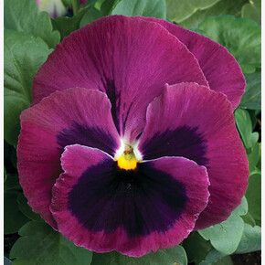 Виола виттрока Колоссус Роуз виз Блотч (5шт)