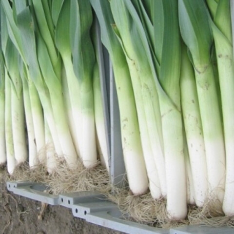 Лук порей Коламбус (COLUMBUS) ( 0.2 гр)