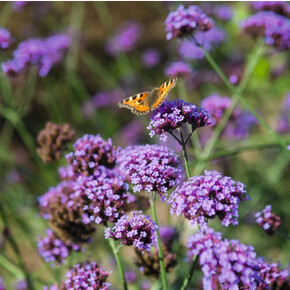 Вербена бонариенсис Finesse ApeX (10шт)