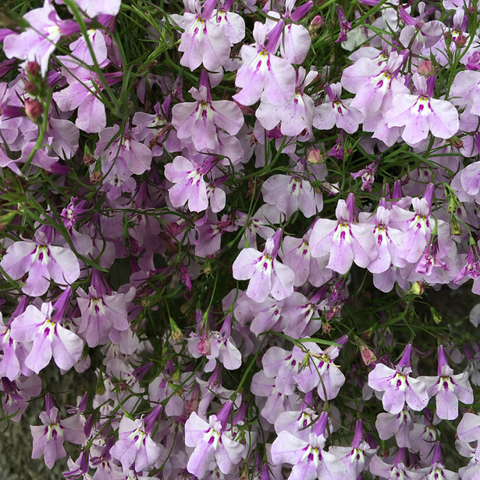 Лобелия Ривьера Лилак (10мультидраже)