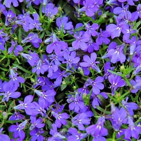 Лобелия Ривьера Марина Блю (10 мультидраже)