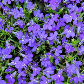 Лобелия Ривьера Марина Блю (10 мультидраже)