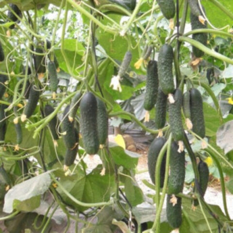 Огурец Гилрой F1 (5шт)