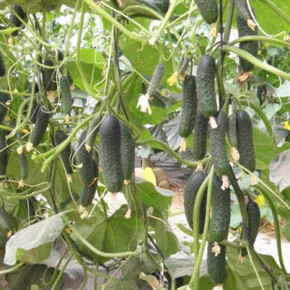 Огурец Гилрой F1 (5шт)