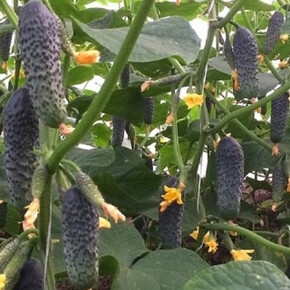 Огурец Лютояр F1 (5шт)