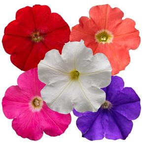Петуния ампельная многоцветковая БУМ! ТР Микс (5шт)