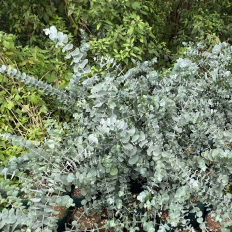 Эвкалипт пепельный Сильвер Доллар (5шт)