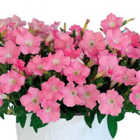 Петуния гибридная Пендолино Софт Пинк (5шт)