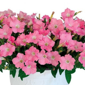 Петуния гибридная Пендолино Софт Пинк (5шт)