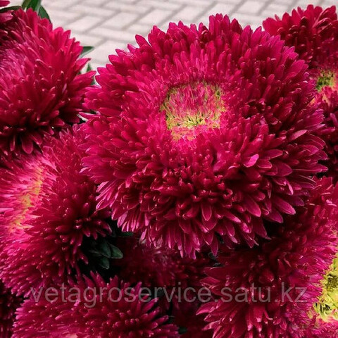 Астра однолетняя Chrisantella Tropicana (10шт)