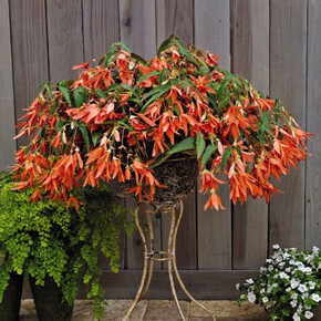 Бегония боливенсис San Fracisco (боливийская Сан Франциско) (3 шт)