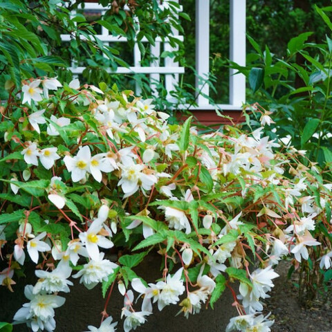 Бегония боливенсис Santa Barbara (боливийская Санта Барбара) (3 шт)