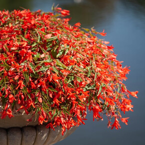 Бегония боливенсис Santa Cruz (боливийская Санта Круз) (3 шт)