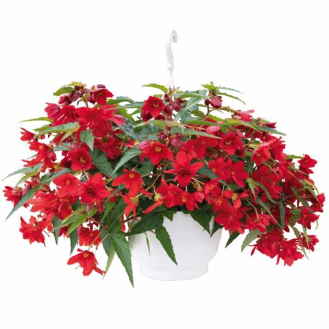 Бегония гибридная Funky Red (3 шт)