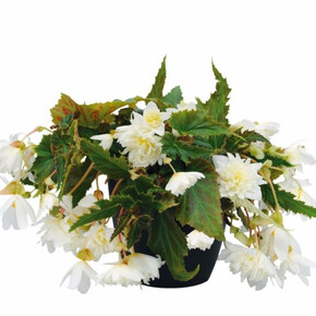 Бегония гибридная Funky White (3 шт)