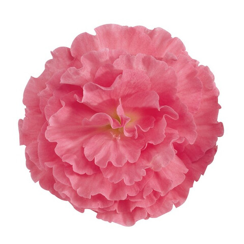 Бегония клубневая Fortune Pink (5 шт)