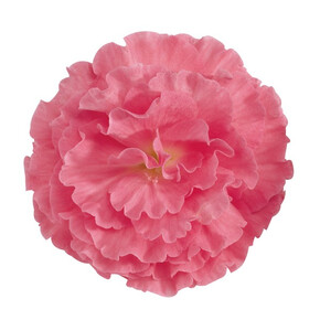 Бегония клубневая Fortune Pink (5 шт)