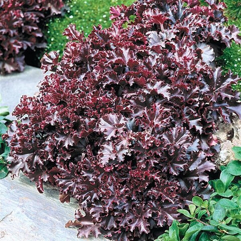 Гейхера гибридная Melting Fire (10шт) Гейхера мелкоцветковая Мелтинг Файер