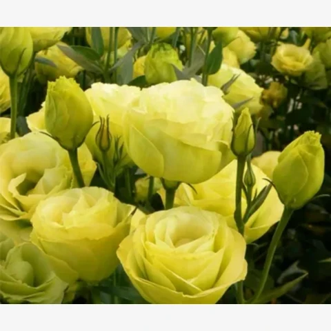 Лизиантус (Эустома) крупноцветковый Super Magic Yellow (5шт) Супер Мэджик Еллоу