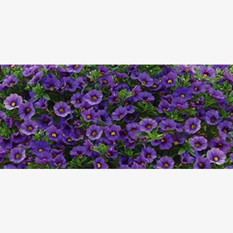 Калибрахоа гибридная Классик F1 Деним (3 шт)