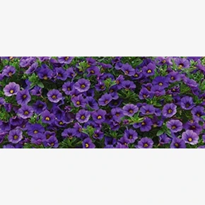 Калибрахоа гибридная Классик F1 Деним (3 шт)