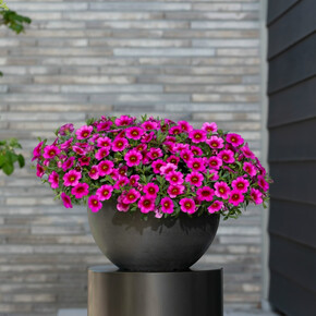 Калибрахоа гибридная Классик F1 Розе бласт (3 шт)