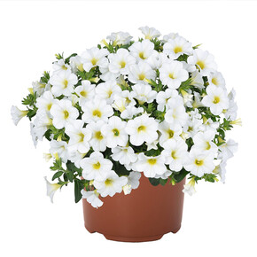 Калибрахоа гибридная Классик F1 Уайт (3 шт)