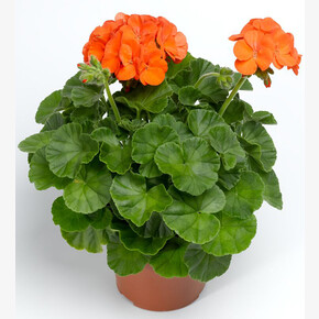 Пеларгония зональная Пинто Премиум Оранж (3шт)