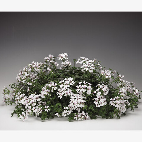 Пеларгония плющелистная Торнадо Вайт (3шт)