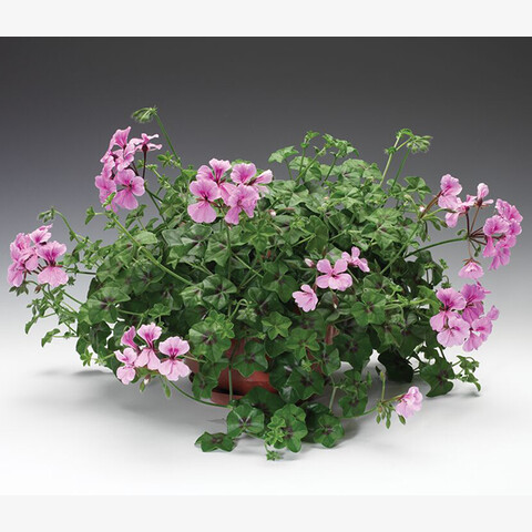 Пеларгония плющелистная Торнадо Лилак (3шт)