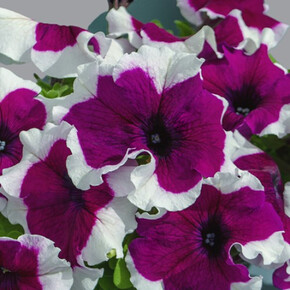 Петуния грандифлора Лимбо Джи Пи Бургунди Пикоти (5шт)